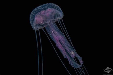 nyctiluna|Genus: Noctiluca 